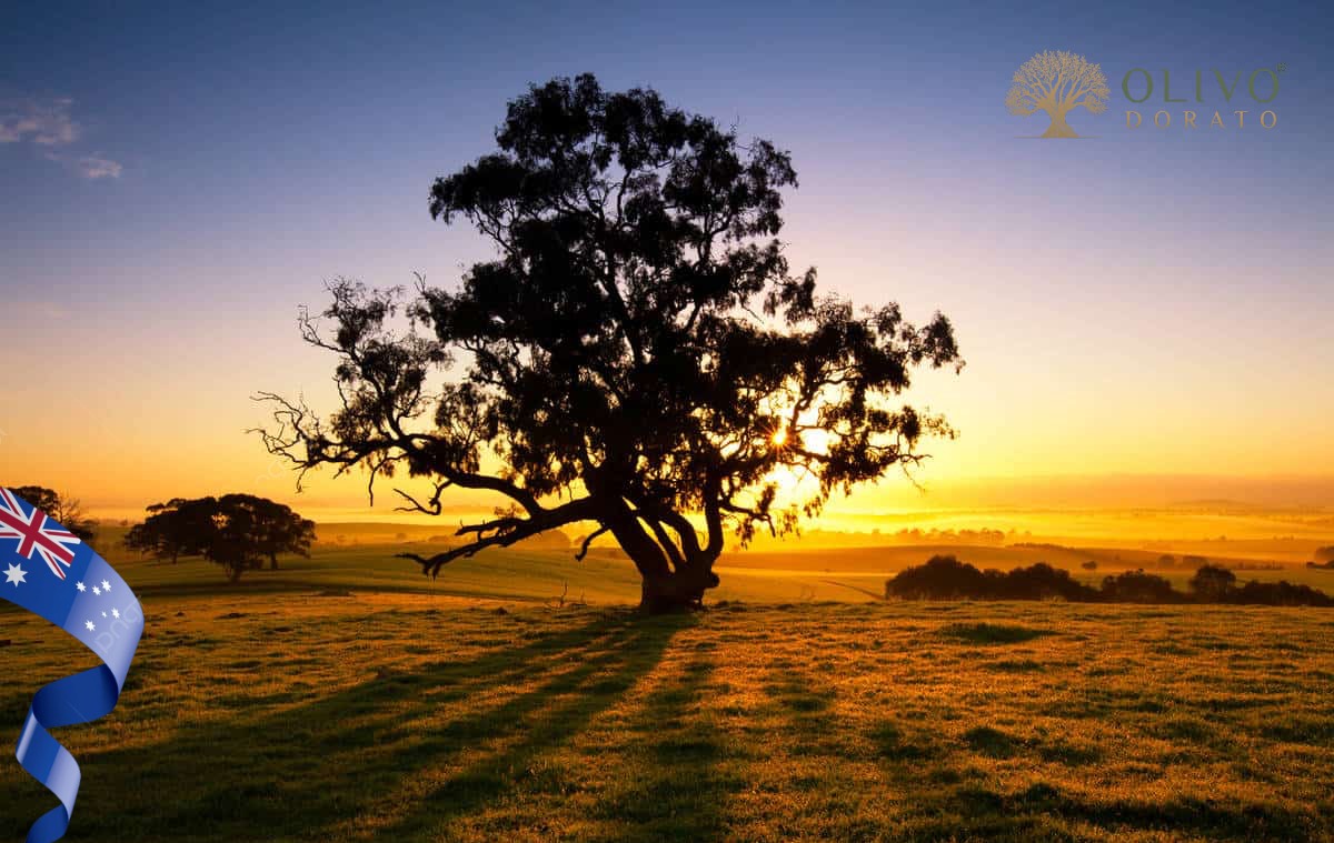 Olivenöl aus Australien